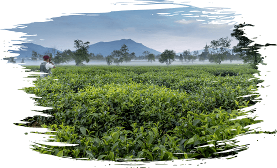 Green Tea - From garden to Cup